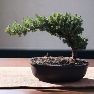 10yrs Juniper Bonsai Live tree Bonsai tree indoor plant outdoor plant gardener gift mothers day gift new home decor plant office decor plant Black Plastic Pot