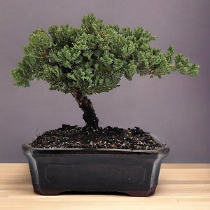 Japandi Live Bonsai garden kit in Black oval ceramic pot Holiday gift for Garden lover Live Tree Birthday gift Indoor garden decoration pot