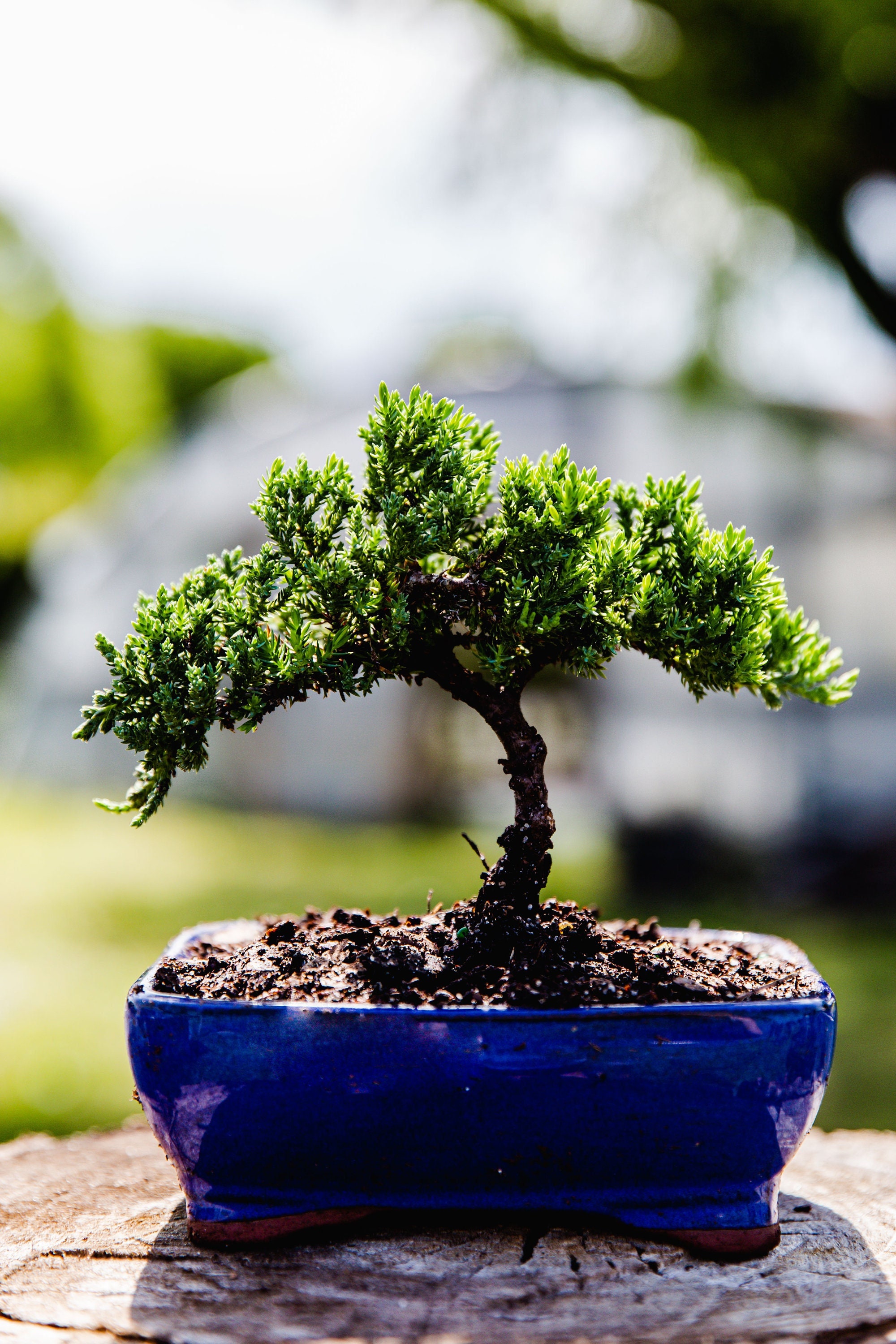 5yrs Juniper Procumbens Nana Bonsai Tree Ceramic Pot Live Bonsai