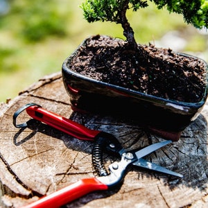 May include: A small bonsai tree with green leaves in a black rectangular pot, sitting on a tree stump with a pair of red pruning shears.