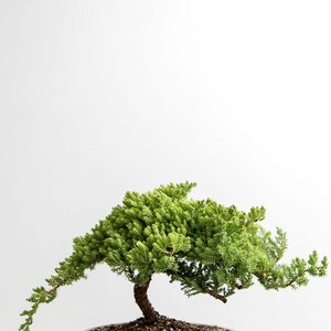Puede incluir: Un &aacute;rbol bons&aacute;i verde con un tronco y ramas retorcidos, plantado en una maceta de cer&aacute;mica verde con un esmalte moteado. El &aacute;rbol est&aacute; sobre un fondo blanco.