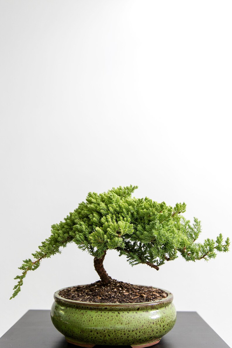 Puede incluir: Un &aacute;rbol bons&aacute;i verde con un tronco y ramas retorcidos, plantado en una maceta de cer&aacute;mica verde con un esmalte moteado. El &aacute;rbol est&aacute; sobre un fondo blanco.