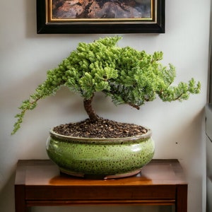 18yr Bonsai Tree in Green pot Holiday Gift Year End Gift for Garden decor Live tree Gift for Bonsai Lover Garden Decor New Year Gift for mom