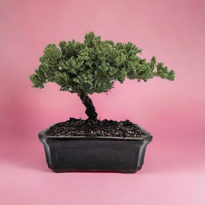 10yrs Juniper Bonsai Live tree Bonsai tree indoor plant outdoor plant gardener gift mothers day gift new home decor plant office decor plant Black Quince Ceramic