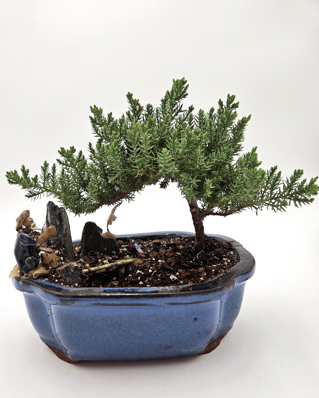 Bonsai Tree in Blue Quince Fisherman Pot Gift Figurine Pot Etsy