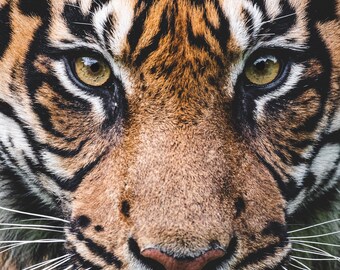 Sumatran Tiger Big Cat Portrait Print - Captivating Animal Photography Wall Art, Exquisite Home Decor, Ideal for Animal Enthusiasts