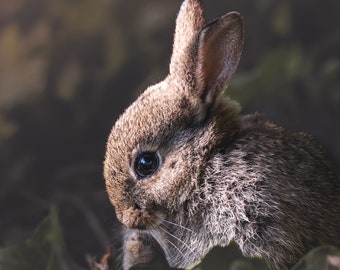 Bunny Rabbit Art Print - Animal Photography Wall Art, Rustic Home Decor, Unique Gift for Wildlife Lovers