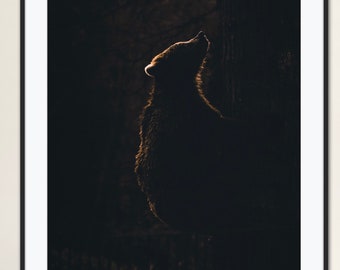 European Brown Bear in Silhouette Animal Wildlife Photography Print