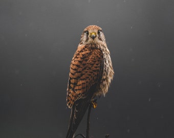 Animal Photography Wall Art - Moody Kestrel Bird of Prey Portrait Print, Perfect for Home Decor, Perfect Gift for Wildlife Enthusiasts