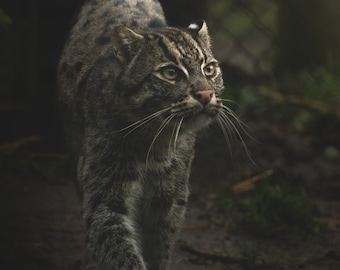 Fishing Cat Portrait Print - Captivating Animal Photography Wall Art, Exquisite Home Decor, Ideal for Animal Enthusiasts