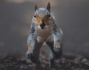 Grey Squirrel Art Print - Animal Photography Wall Art, Rustic Home Decor, Unique Gift for Wildlife Lovers