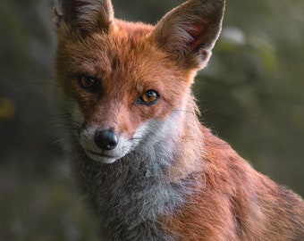 Animal Photography Wall Art - Captivating RedFox Portrait Print, Nature-Inspired Home Decor, Perfect Gift for Wildlife Enthusiasts