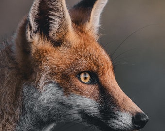 Animal Photography Wall Art - Captivating Fox Portrait Print, Nature-Inspired Home Decor, Perfect Gift for Wildlife Enthusiasts