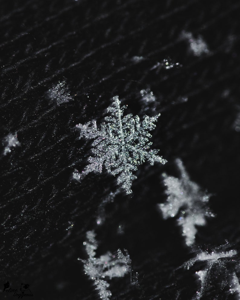 Snowflake Photography Print Captivating Winter Wonderland Wall Art, Perfect for Home Decor or Holiday Gift image 1