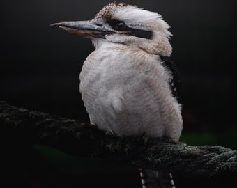 Animal Photography Wall Art - Vibrant Kookaburra Bird Portrait Print, Perfect for Home Decor, Ideal Nature Lover Gift