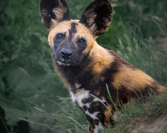 Animal Photography Wall Art - African Wild Dog Portrait Print, Captivating Home Decor, Unique Wildlife Lover Gift