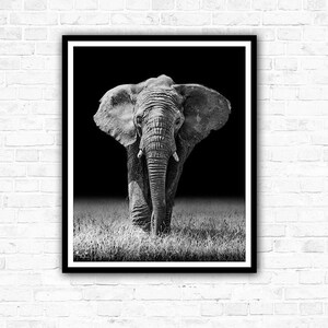 African Mono-Mals Wildlife Photography Print Collection, Giraffe, Elephant, Zebra, Black and white. image 3