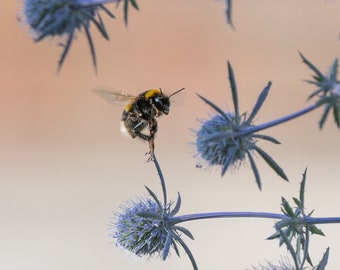 Bumble Bee Photography Print, Animal Wall Art, Captivating Insect Portrait for Home Decor, Unique Gift for Nature Lovers