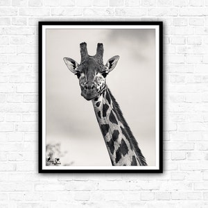 African Mono-Mals Wildlife Photography Print Collection, Giraffe, Elephant, Zebra, Black and white. image 2