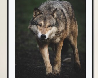 European Wolf Wildlife Animal Photography Print