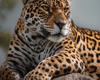 Jaguar Portrait Print - Captivating Animal Photography Wall Art, Exquisite Home Decor, Ideal for Animal Enthusiasts