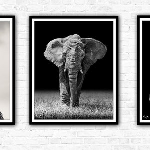 African Mono-Mals Wildlife Photography Print Collection, Giraffe, Elephant, Zebra, Black and white. image 1