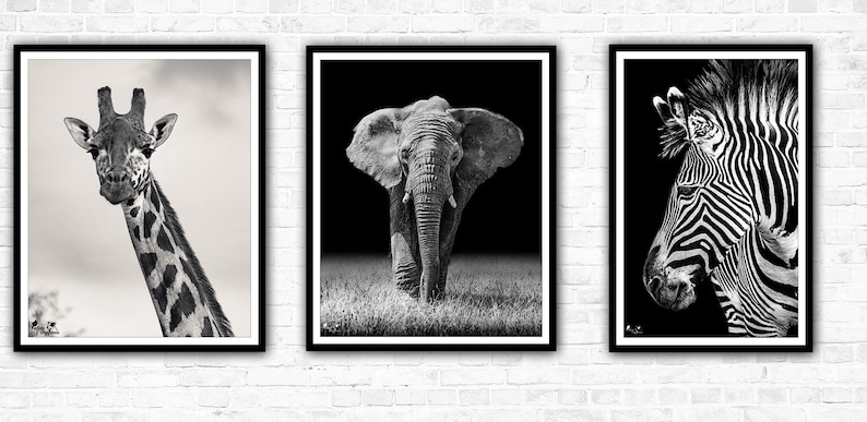 African Mono-Mals Wildlife Photography Print Collection, Giraffe, Elephant, Zebra, Black and white. image 1