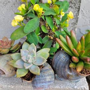 May include: Three succulent plants in different colors are potted in unique seashell planters. The plants are arranged on a gray concrete surface.
