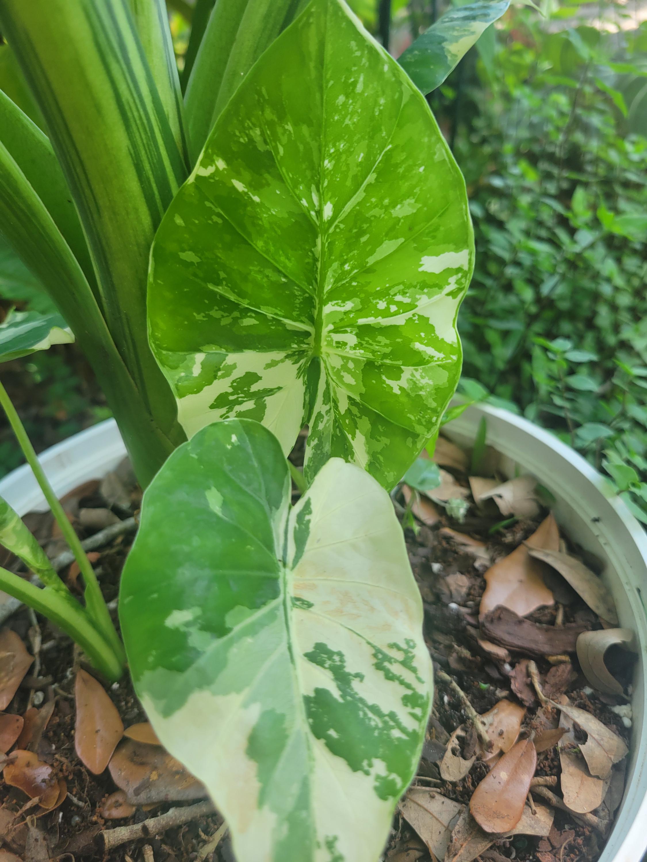 Variegated Taro Variegated Alocasia Macrorrhiza Giant Taro