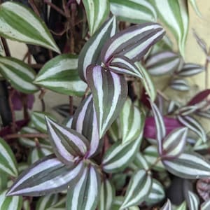 Tradescantia Zebrina Silver Plus Cuttings for Propagation
