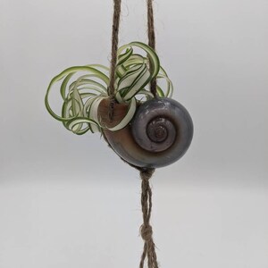 May include: A hanging planter made from a brown seashell with a green and white plant growing inside. The planter is suspended by a brown twine cord.