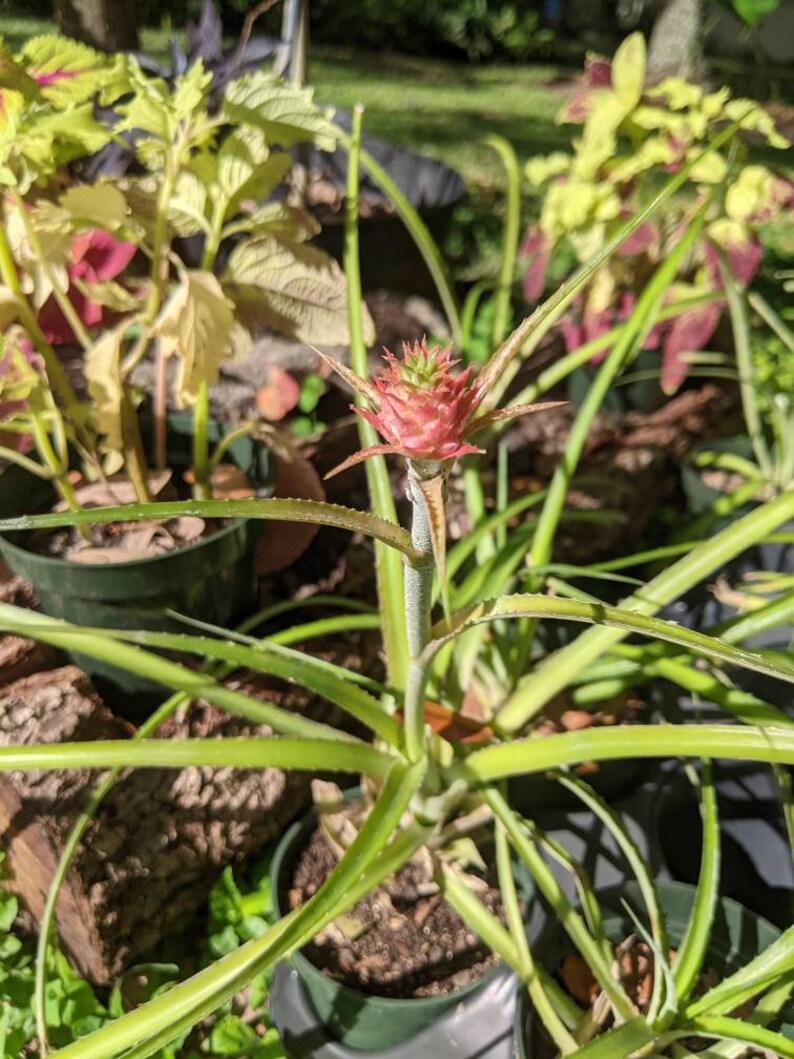 Ananus Comosus Dwarf Ornamental Pineapple Mini Pineapple Etsy