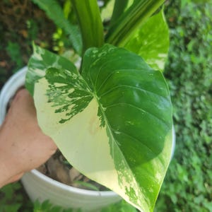 Variegated Alocasia Macrorrhiza Giant Taro &quot;Dawn&quot;