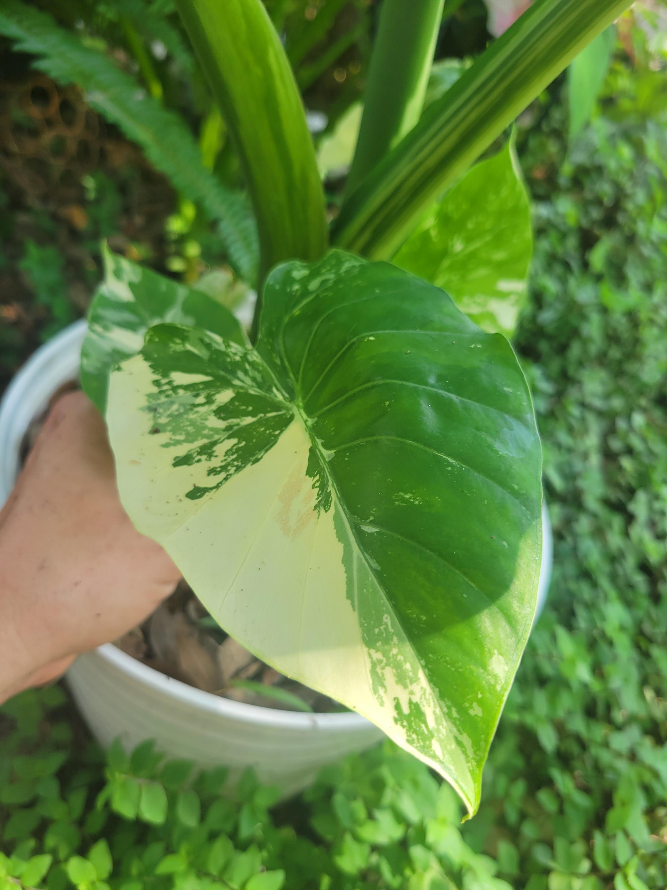 Variegated Alocasia Macrorrhiza Giant Taro 