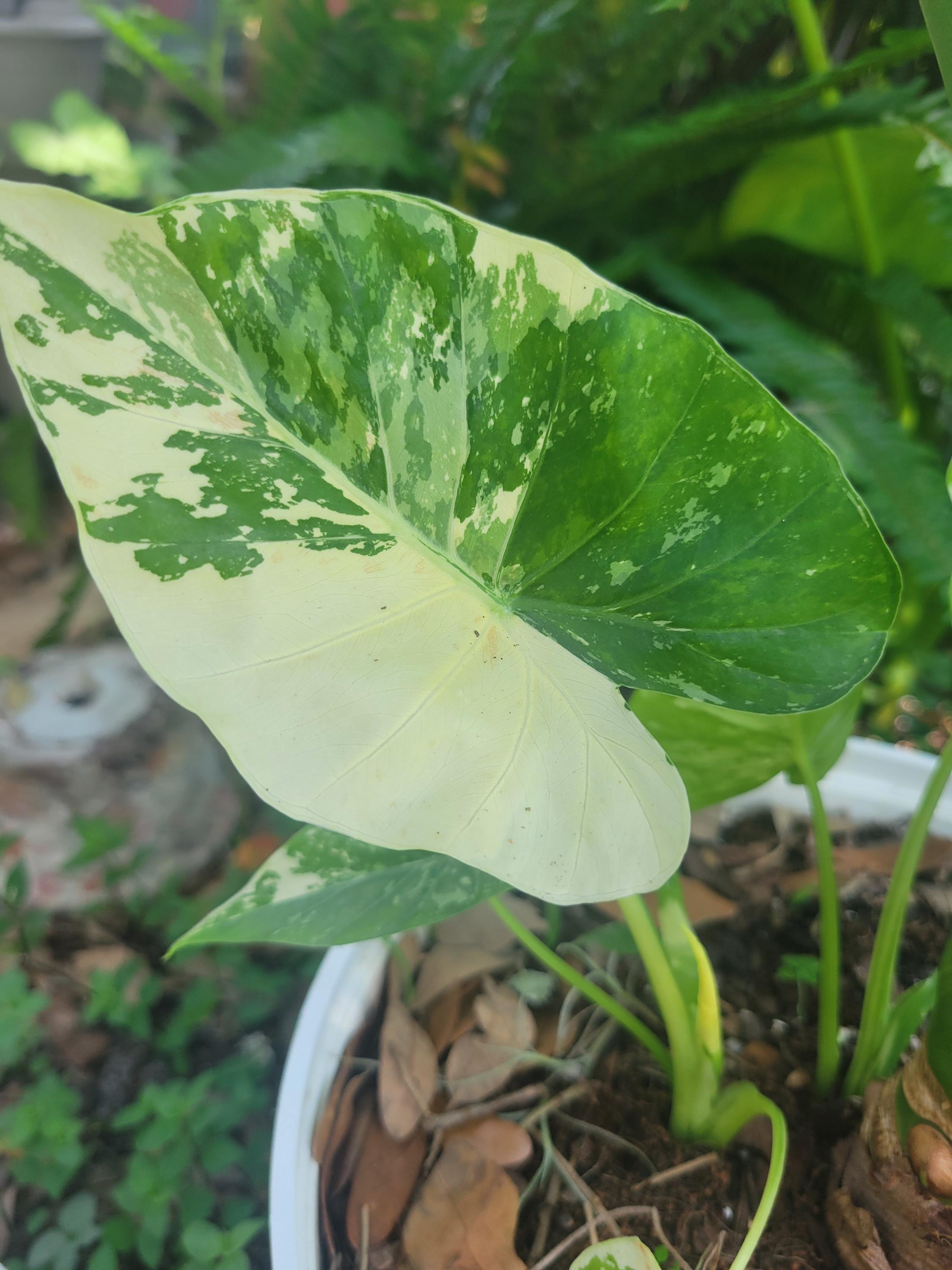 Variegated Taro Variegated Alocasia Macrorrhiza Giant Taro