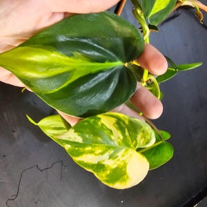 May include: Close-up of two heart-shaped leaves from a plant, showcasing vibrant green and yellow variegation. The leaves are held in a hand, with the dark background providing contrast. The plant appears to be a type of Philodendron, popular for indoor decor.