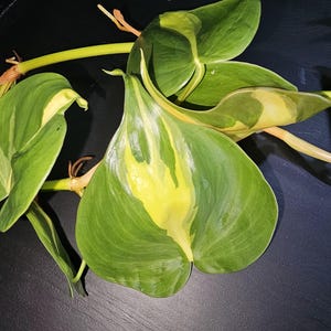 Puede incluir: Primer plano de un esqueje de Philodendron hederaceum 'Brasil'. Las hojas en forma de corazón muestran una vibrante mezcla de variegación verde y amarilla. El esqueje tiene raíces y tallos visibles, lo que indica propagación.