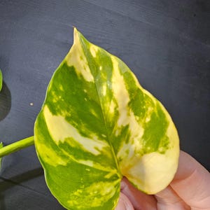 May include: Close-up of a vibrant green and yellow pothos leaf. The leaf has a heart shape with irregular patterns of yellow variegation. The leaf is held by a hand against a dark background, showcasing the plant's natural beauty.