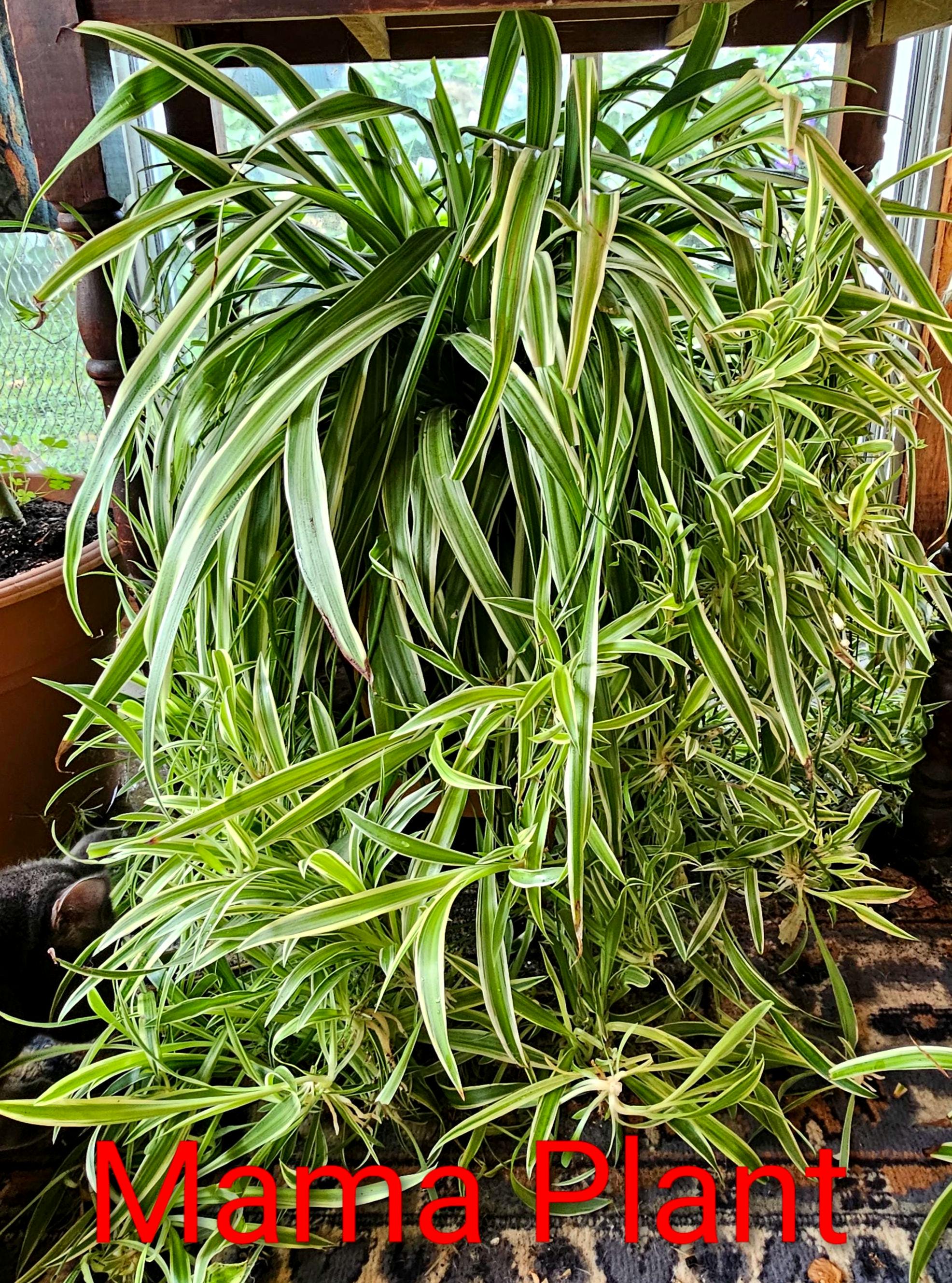 Spider plant - Etsy sterreich
