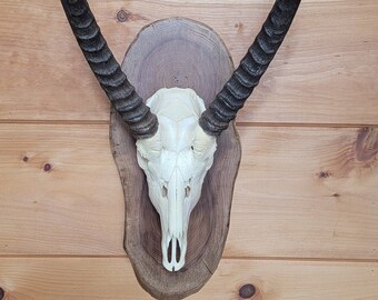 Water Buck Skull, Exotic Skull, Buffalo Skull