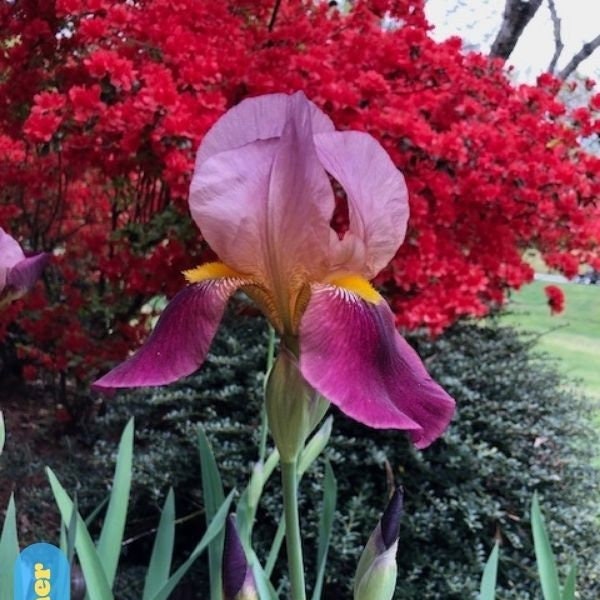 Dauntless - Tall Bearded Iris, Historic Iris