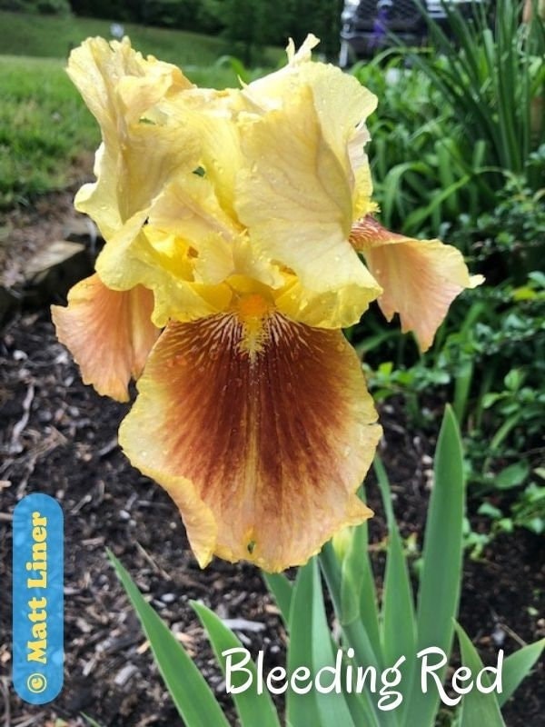 Bleeding Red Tall Bearded Iris, Historic Iris - Etsy
