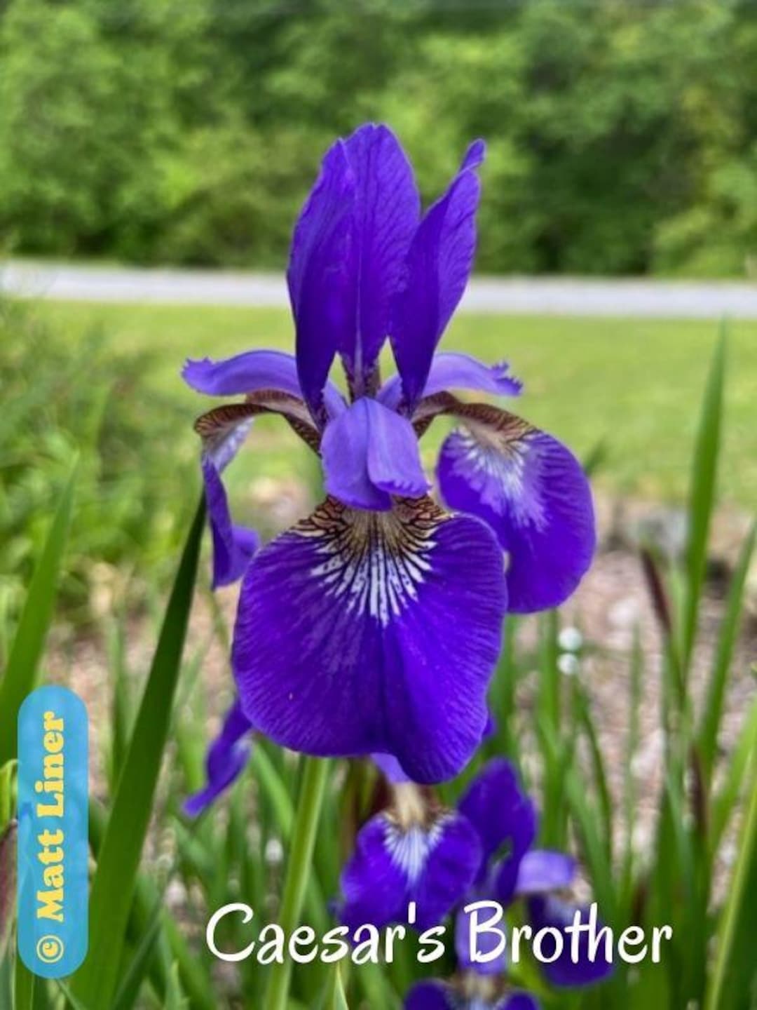 Caesar's Brother - Siberian Iris, Historic Iris - Etsy
