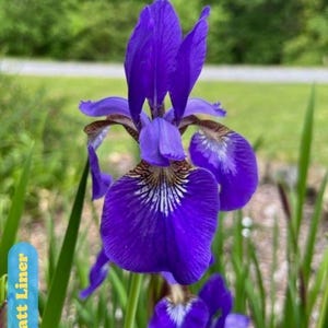 May include: A close-up of a vibrant purple iris flower, with intricate patterns on its petals. The flower is in full bloom, surrounded by green foliage. The text "Caesar's Brother" is visible at the bottom of the image.