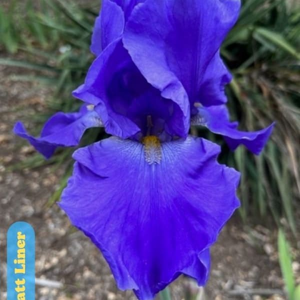 Bristol Gem - Tall Bearded Iris, Historic Iris