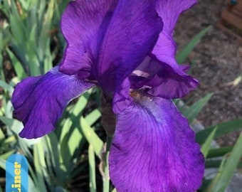 Rhapsody - Tall Bearded Iris, Historic Iris - Etsy