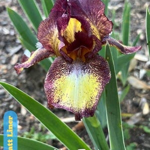 May include: A close-up of a 'Hot Fudge' iris flower. The flower has a mix of colors, including deep burgundy, yellow, and speckled patterns. The petals are detailed with a textured appearance. Green leaves surround the flower.