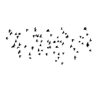 Puede incluir: Una imagen en blanco y negro de una bandada de pájaros volando en formación sobre un fondo blanco.