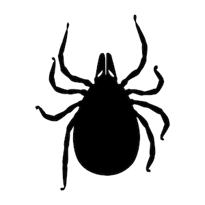 May include: Black silhouette of a tick with eight legs and a round body.