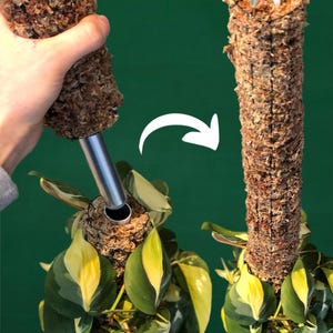 Op de afbeelding: Een plant die groeit in een met mos bedekte cilinder met een metalen staaf die zich vanaf de bodem uitstrekt. De cilinder kan worden verlengd door een extra sectie toe te voegen, zoals te zien is op de afbeelding. De tekst "Verl&auml;ngerbar" is zichtbaar op de afbeelding, wat "verlengbaar" betekent in het Duits.